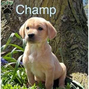 Champ, Yellow Labrador Retriever Puppy
